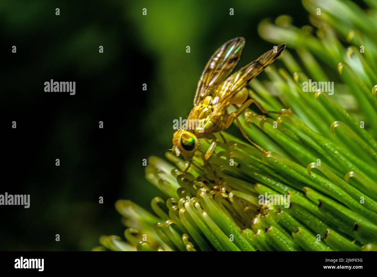 Macro di una mosca gialla con occhi in vari colori che si posano sulla vegetazione verde in estate Foto Stock