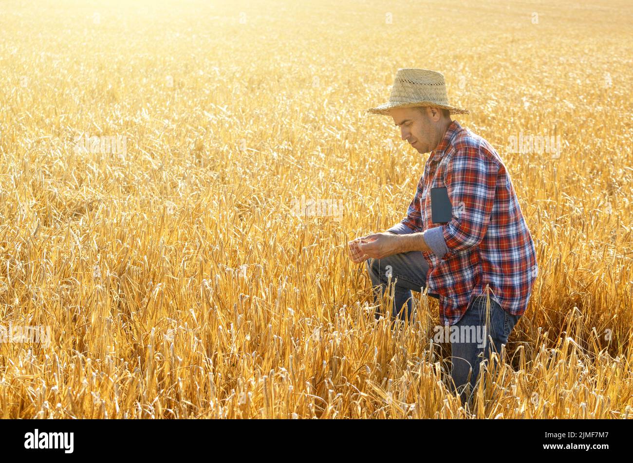 L'agricoltore nel cappello di paglia utilizza il suo tablet pc al pronto per il raccolto del frumento campo Foto Stock