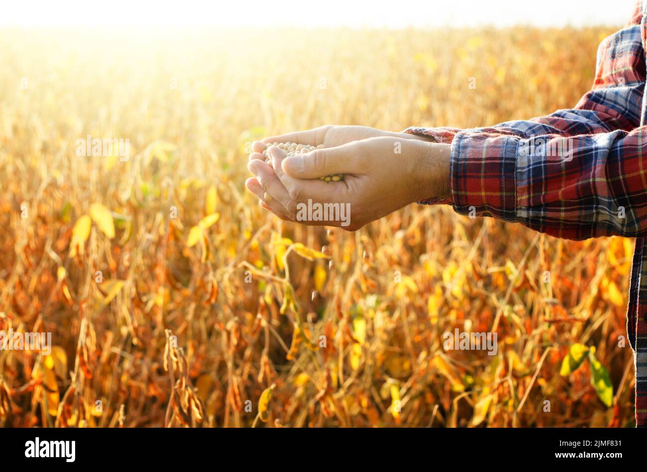Manciata di semi di soia in agricoltore mani sul campo serata di sfondo tramonto Foto Stock