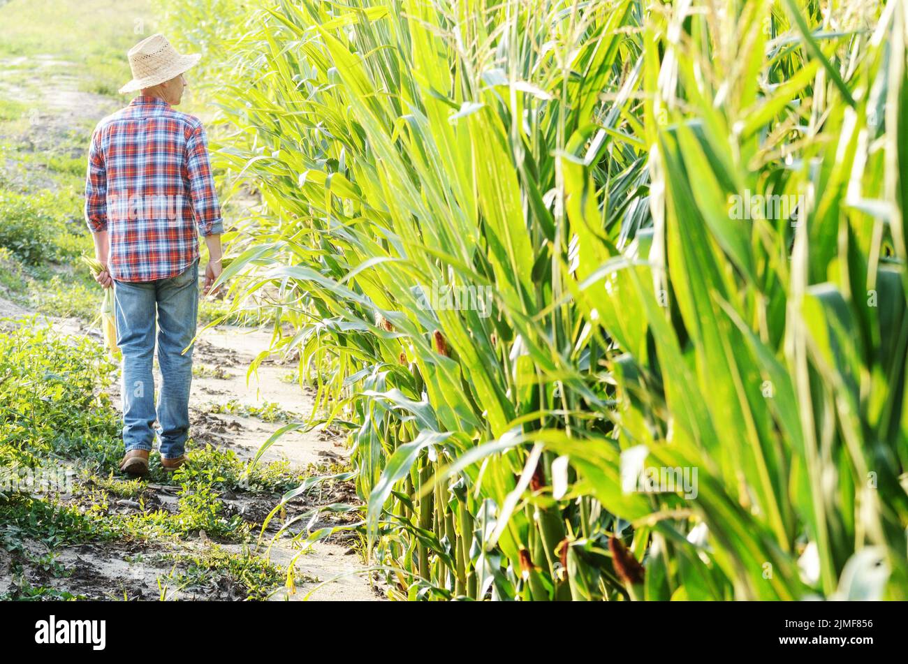 La mezza età caucasica lavoratore fattoria camminando lungo il granturco campo di mais per ispezione. Raccolto il concetto di cura Foto Stock