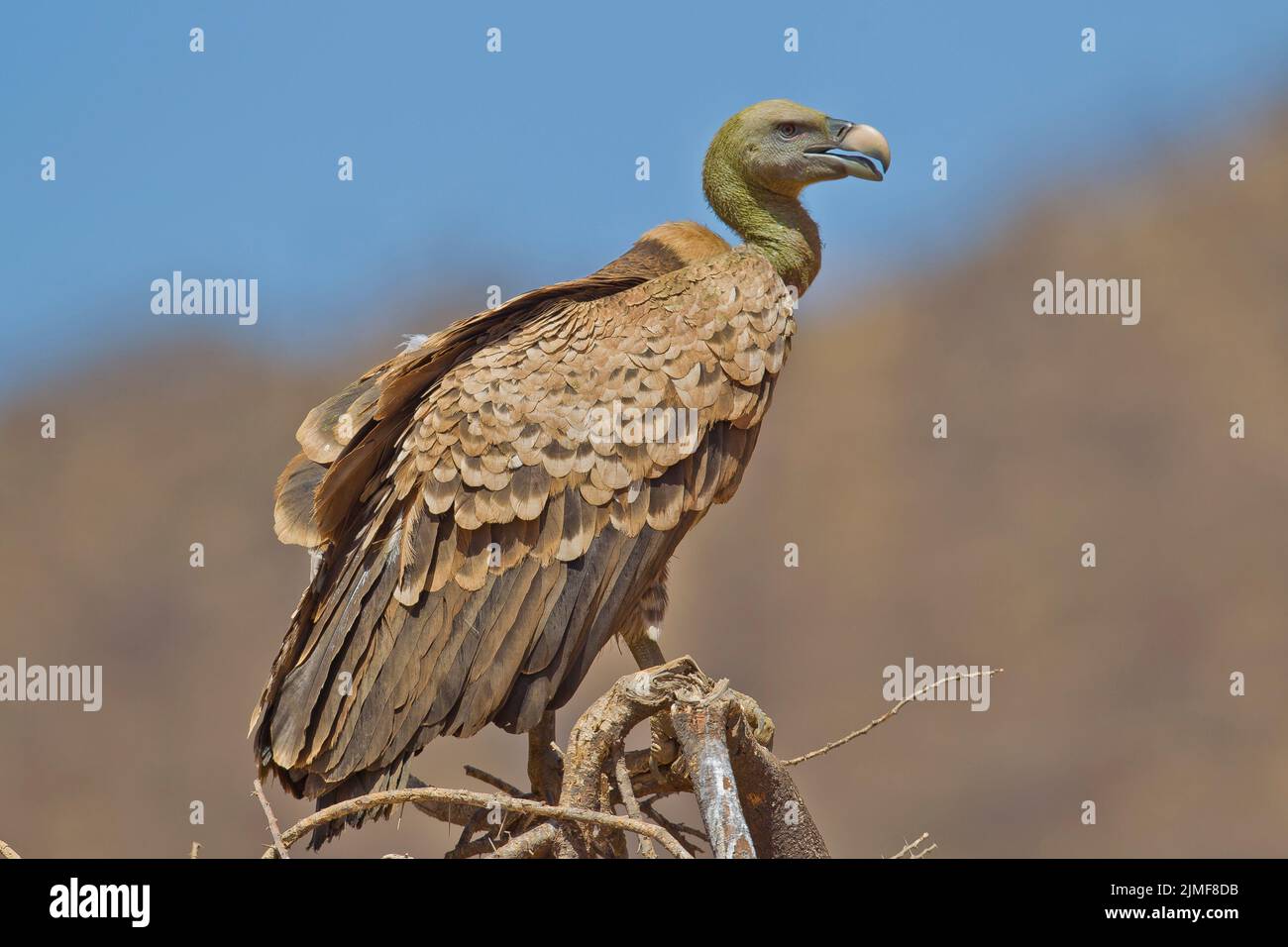 Griffon Vulture di Ruppell (Gyps rueppellii) arroccato su un arto morto Foto Stock