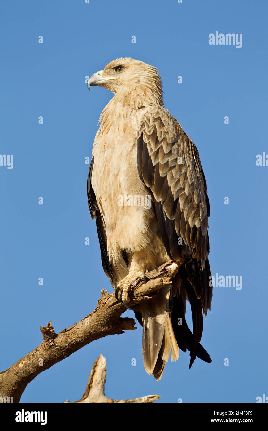 Aquila (Aquila rapax) arroccato su un ramo Foto Stock