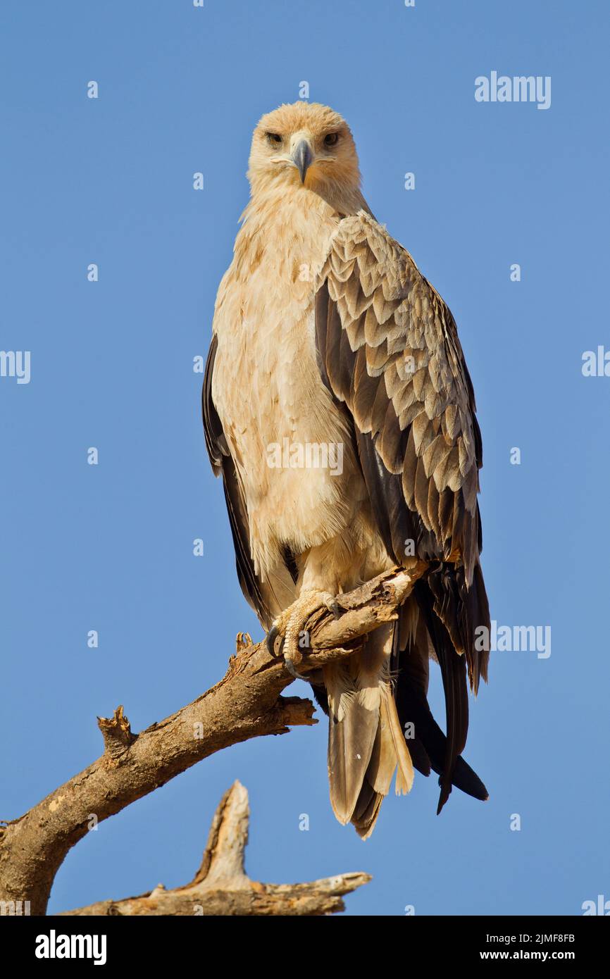 Aquila (Aquila rapax) arroccato su un ramo, guardando la fotocamera Foto Stock