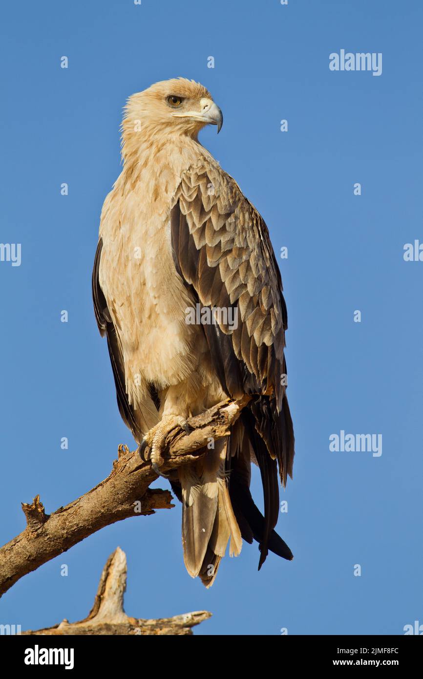 Aquila (Aquila rapax) arroccato su un ramo Foto Stock