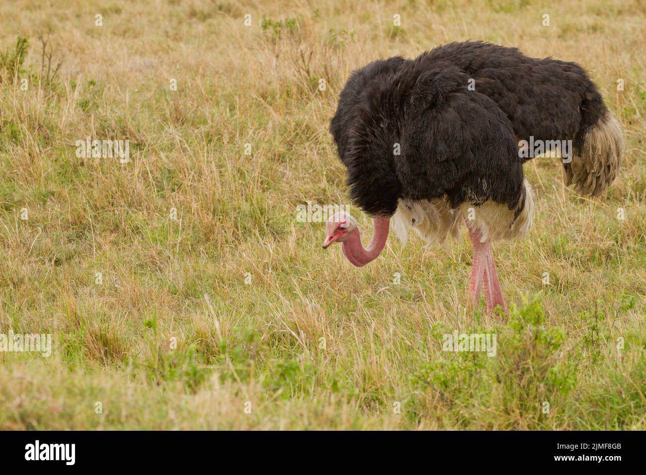 Ostrich comune (Struthio carnelus), maschio Foto Stock