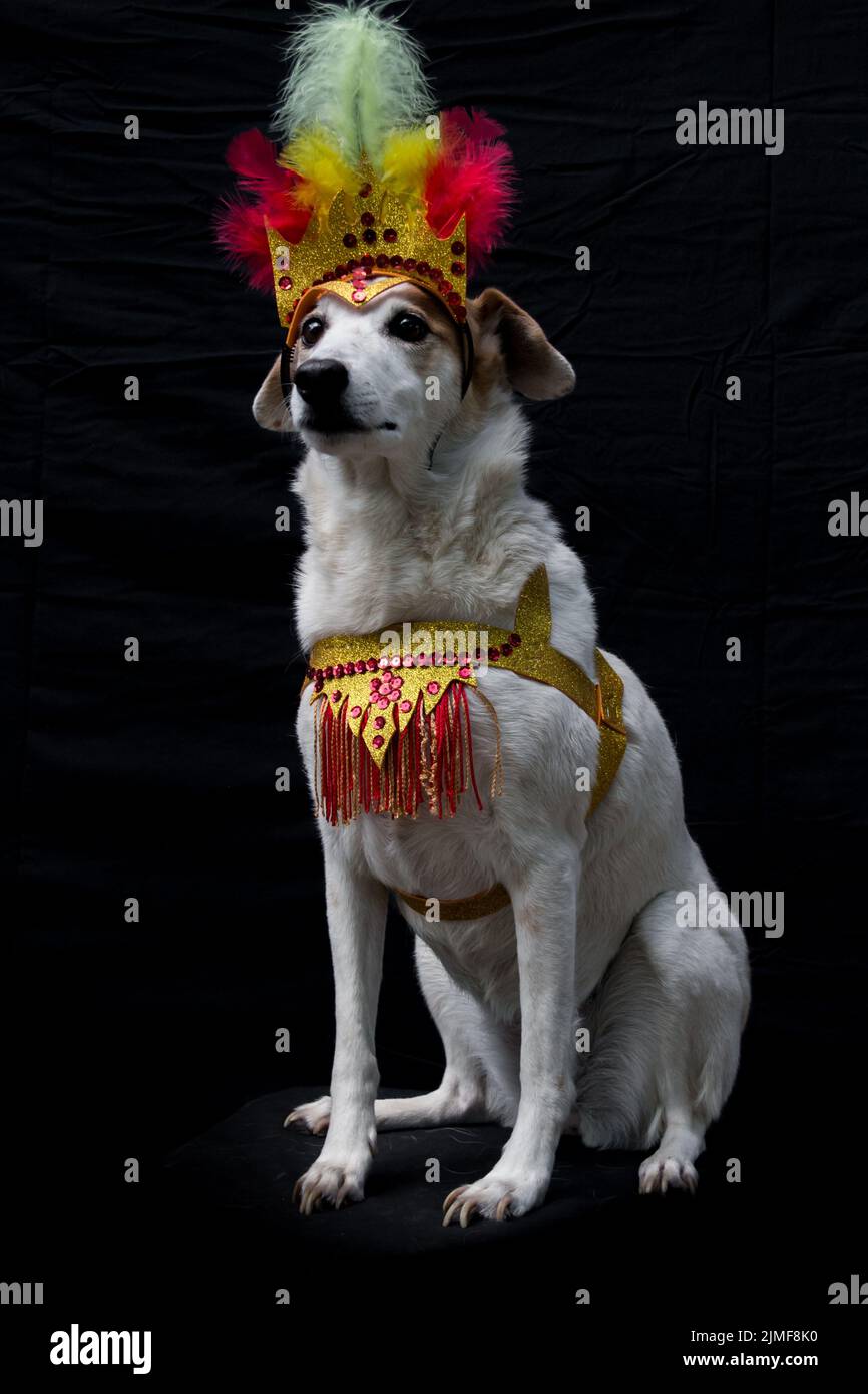Ritratto di un cane vestito per il carnevale, con piume, paillettes e luccini Foto Stock