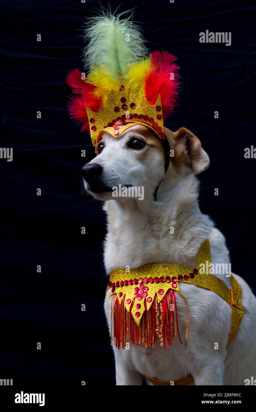 Ritratto di un cane vestito per il carnevale, con piume, paillettes e luccini Foto Stock