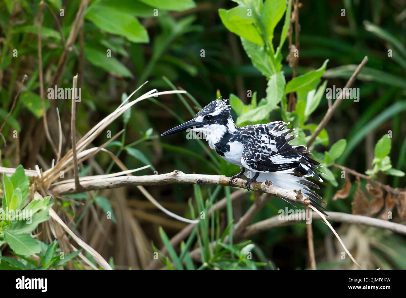 Pied Kingfisher (Ceryle rudis) arroccato su un ramo Foto Stock