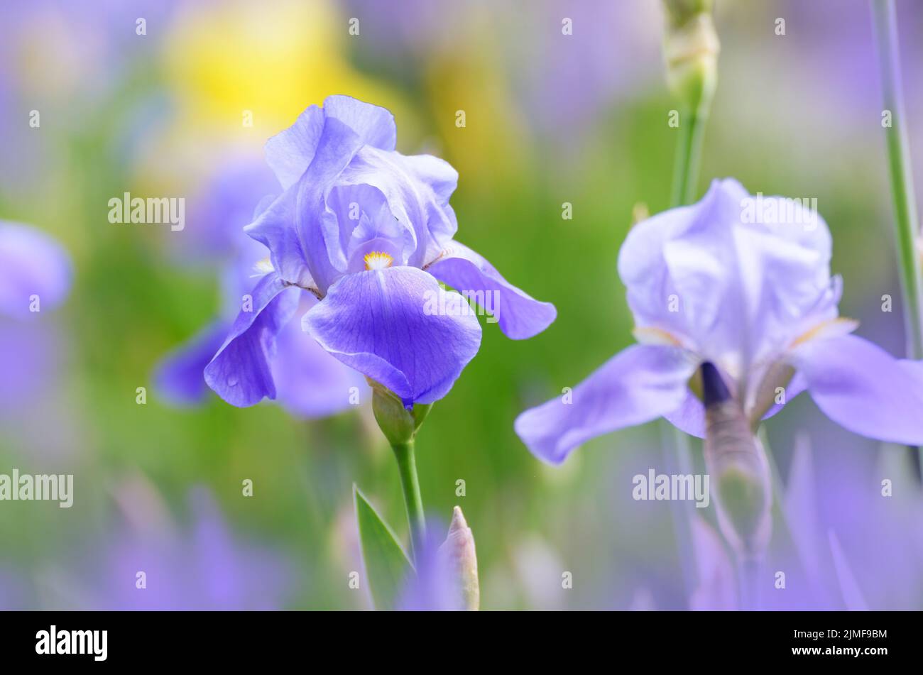 Iris Viola. Giardino bellissimo fiore close up su sfondo verde Foto Stock