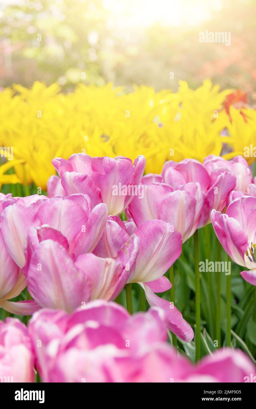 Vista sul bellissimo parco Keukenhof prati di fiori sotto il cielo blu durante la mostra annuale Foto Stock