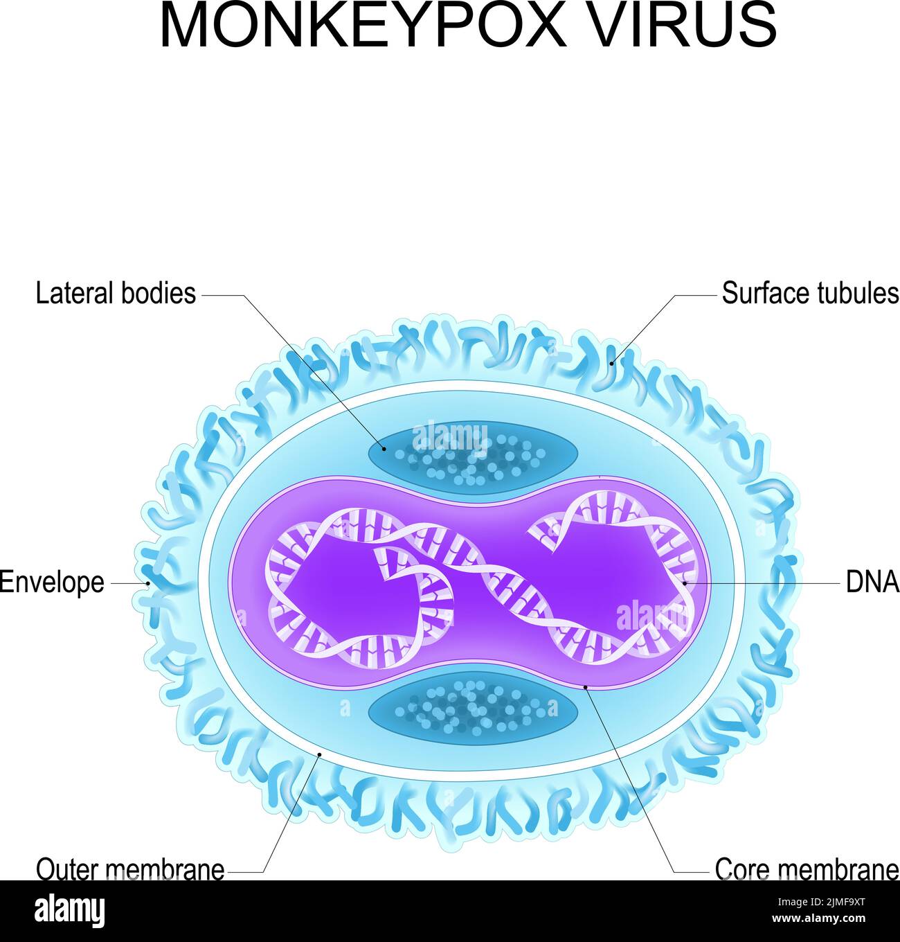 Virus Monkeypox. Anatomia del virus dell'Orthopoxvirus. Struttura del virione. Poster vettoriale Illustrazione Vettoriale