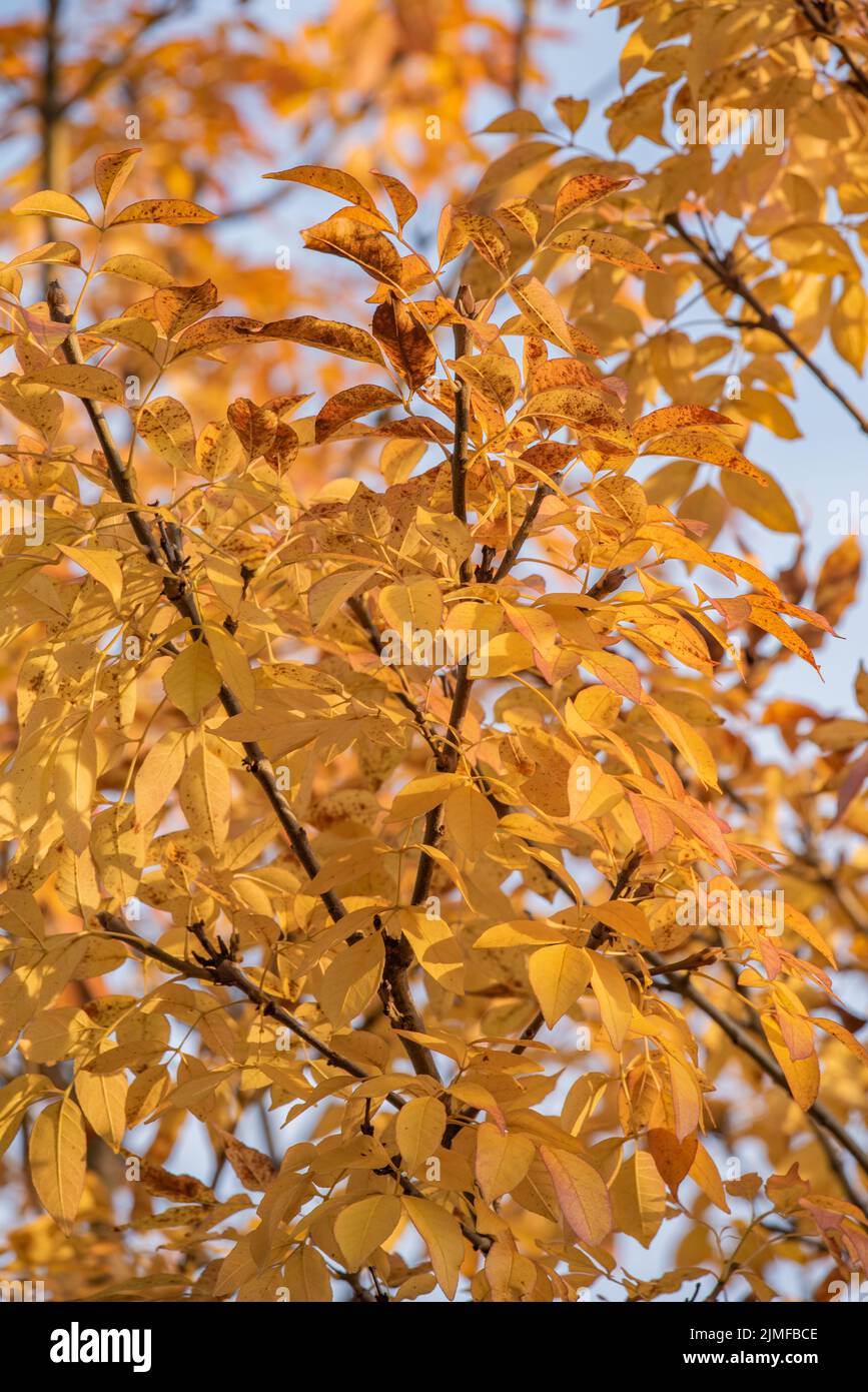 Autunnale Foto Stock