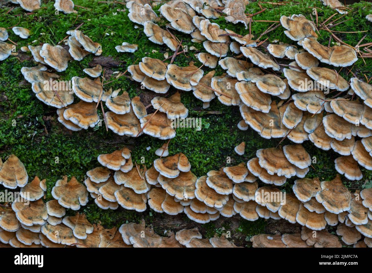 Plicaturopsis croccante sul tronco di una nocciola morta Foto Stock