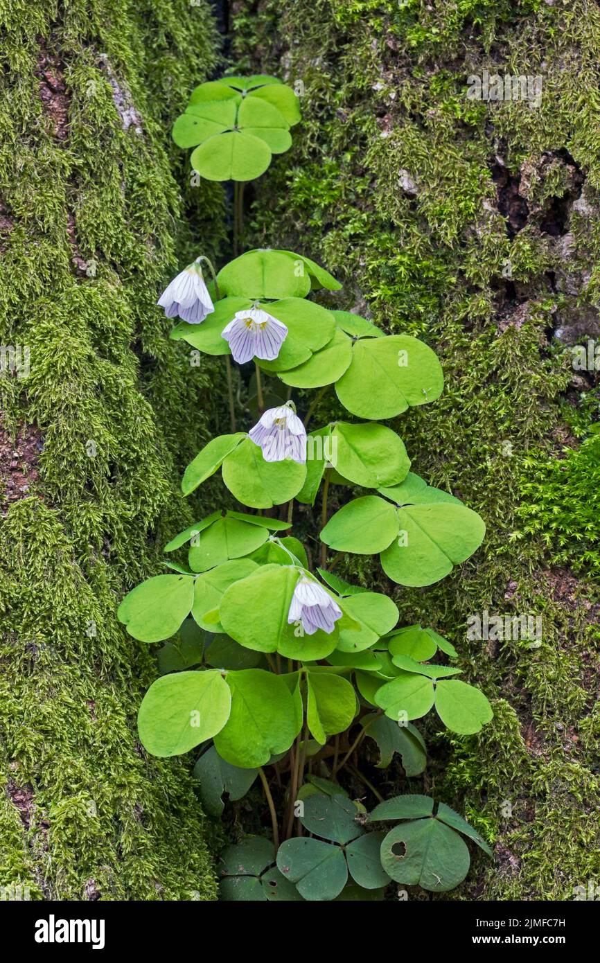 Di notte e sotto la pioggia il Bosco comune Sorrel chiude i suoi fiori, le foglie si piegano a terra Foto Stock