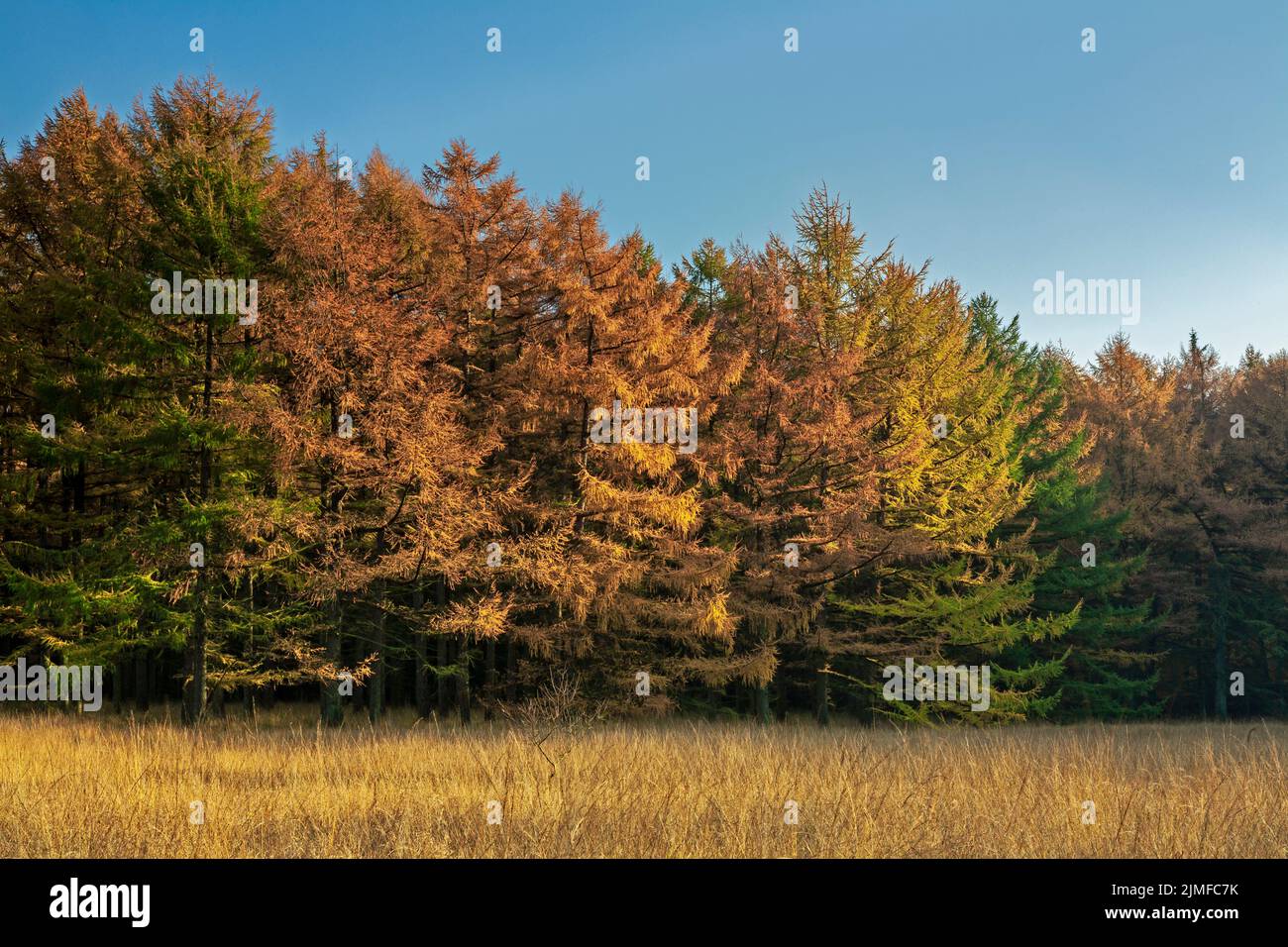 Foresta di larice in autunno Foto Stock