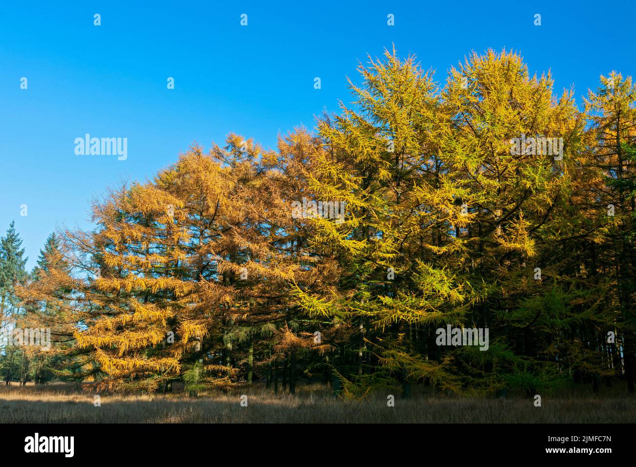 Foresta di larice in autunno Foto Stock