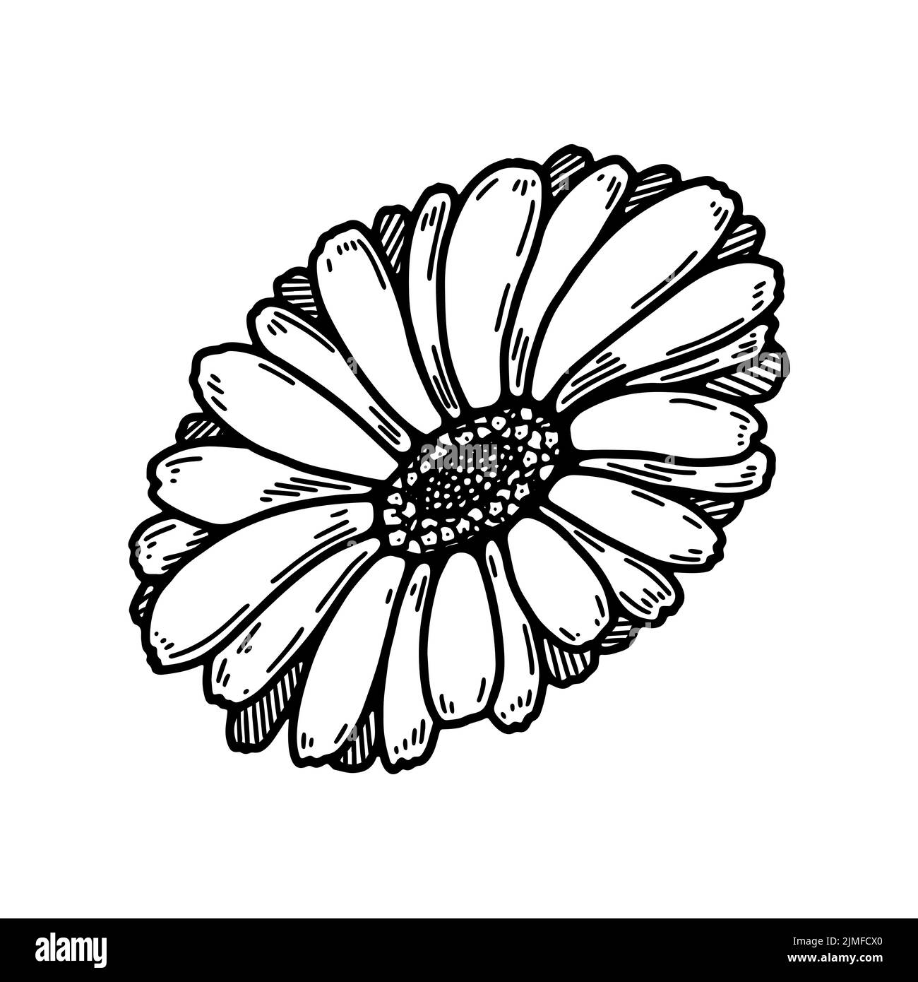 Fiore di calendula disegnato a mano. Elemento di progettazione botanica dettagliato realistico. Illustrazione vettoriale nello schema di schizzo Illustrazione Vettoriale