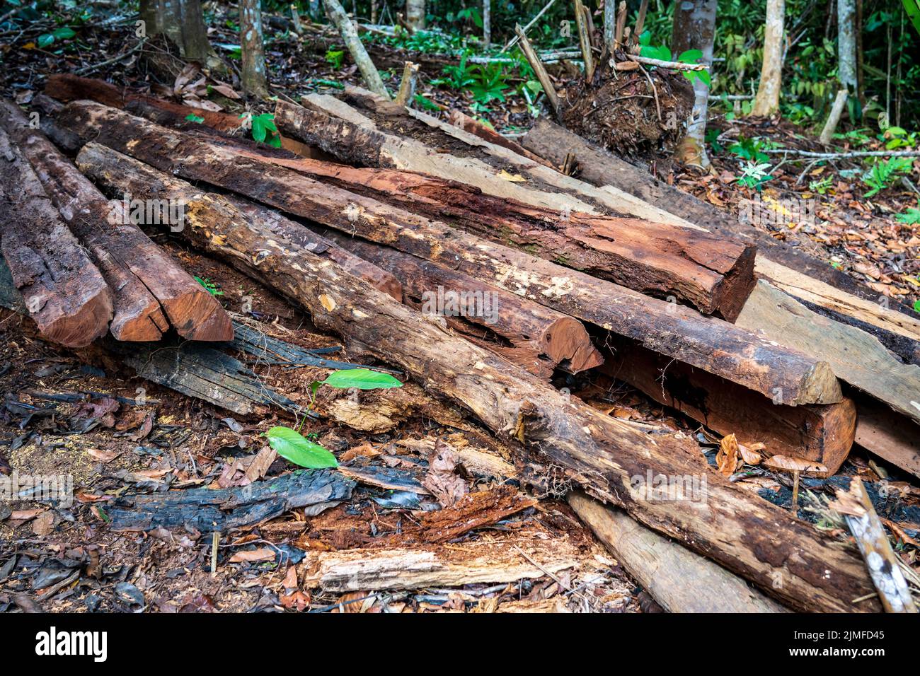 Ambiente della foresta pluviale vicino Natau, Perù Foto Stock