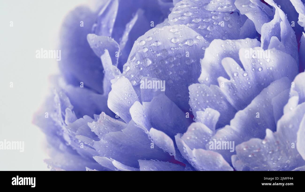 Primo piano con peonia viola, colore 2022 peri Foto Stock