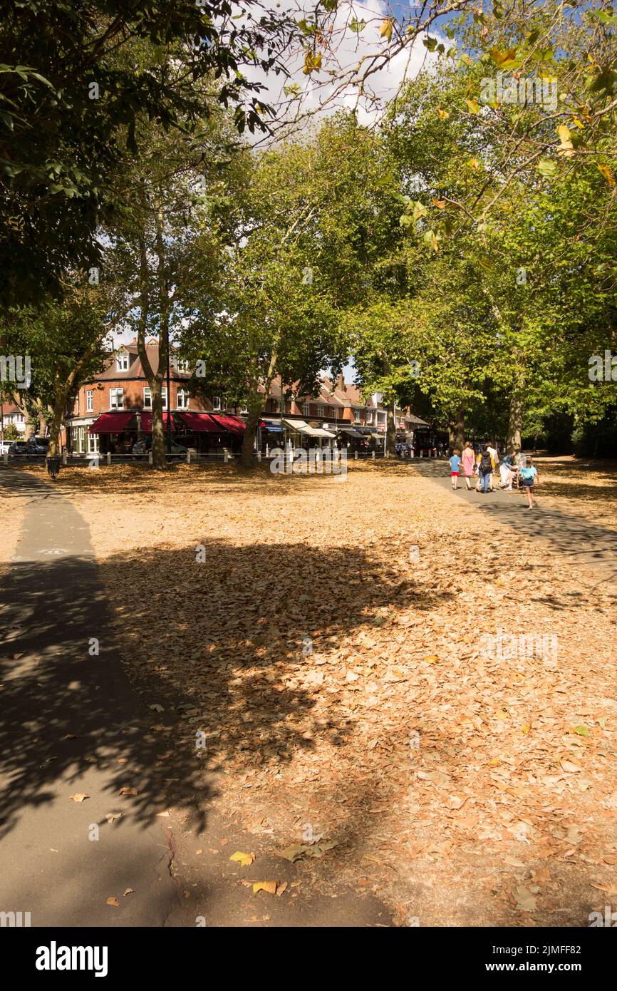 Erba arroccata indotta dalla siccità e caduta di foglie su Barnes Common, Barnes, Londra, SW13, Inghilterra, REGNO UNITO Foto Stock