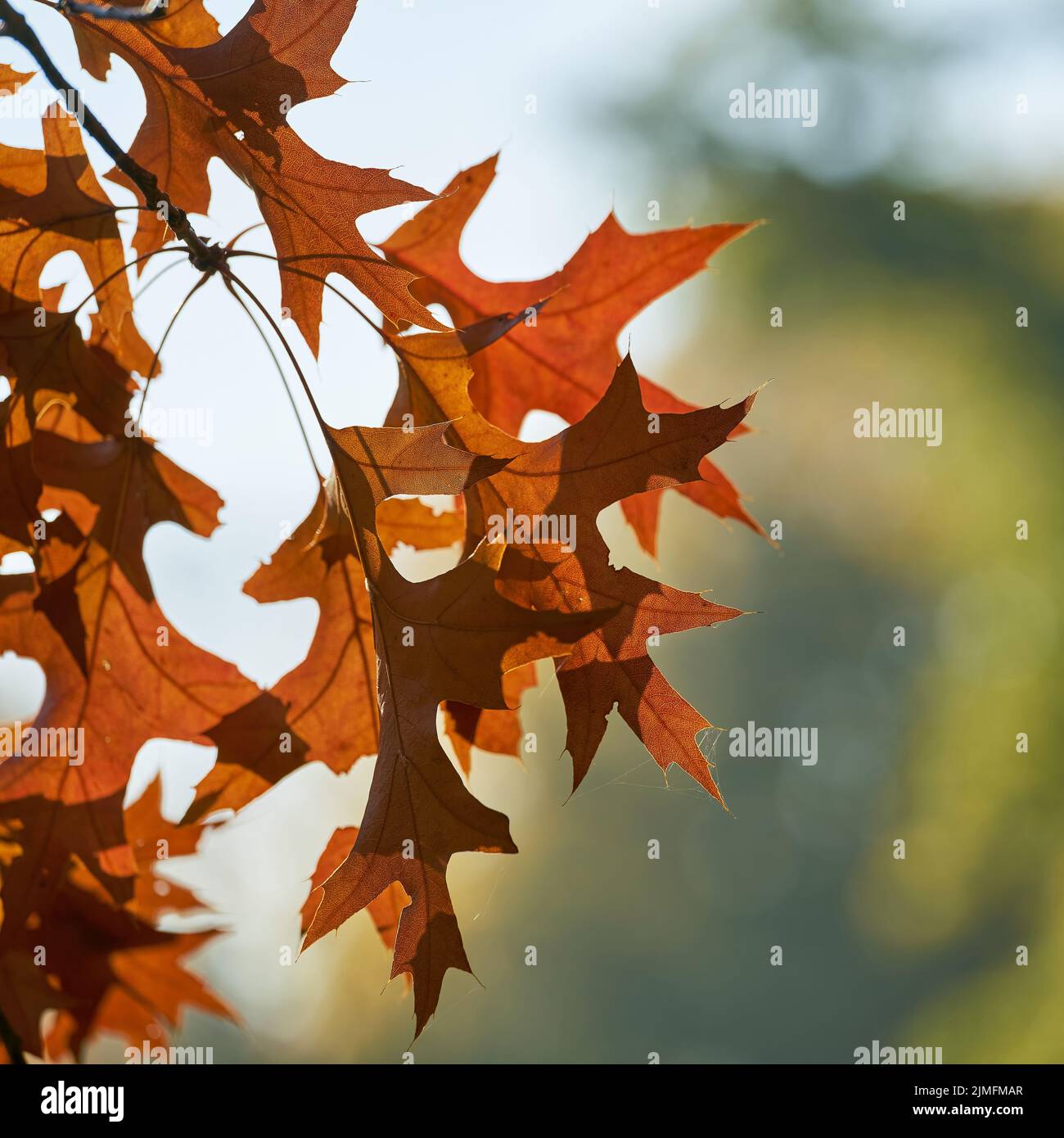 Foglie di una quercia scarlatta (Quercus coccinea) con colorazione rossastra in un parco in autunno Foto Stock