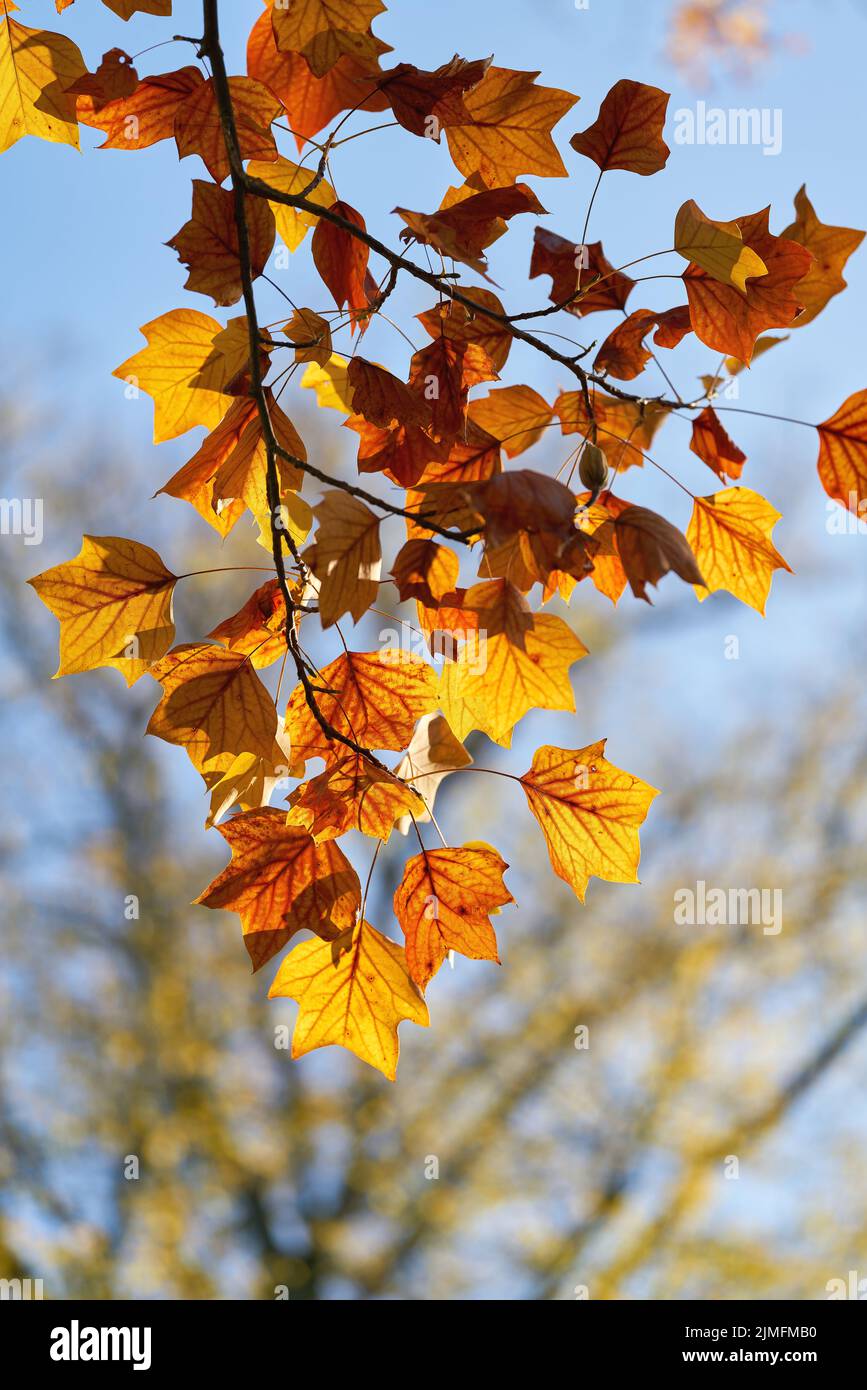 Parte da un tulipano (Liriodendron tulipifera) di colore autunnale brillante in un parco vicino a Magdeburgo Foto Stock