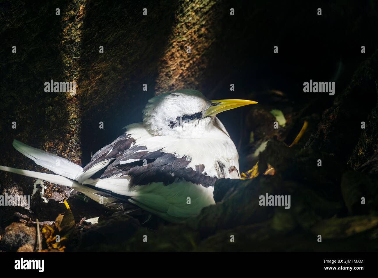 Tropicbird dalla coda bianca (Phaethon lepturus) a Cousin Island, Seychelles, Oceano Indiano, Africa Foto Stock