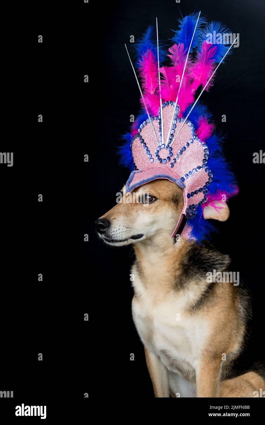 Ritratto di un cane vestito per il carnevale, con piume, paillettes e luccini Foto Stock