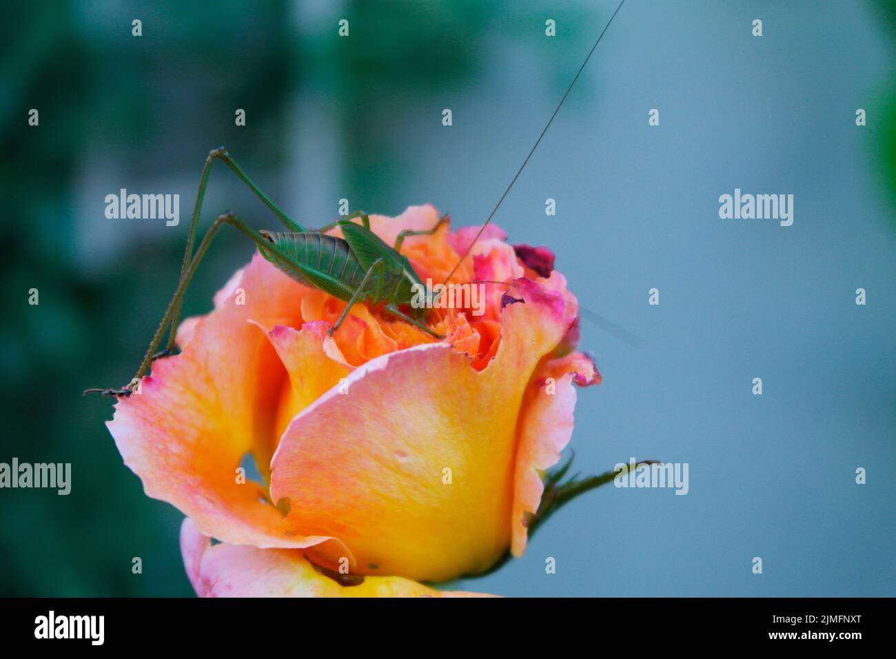 Un primo piano di una cavalletta su un'incantevole rosa ombre arancione e rosa Foto Stock