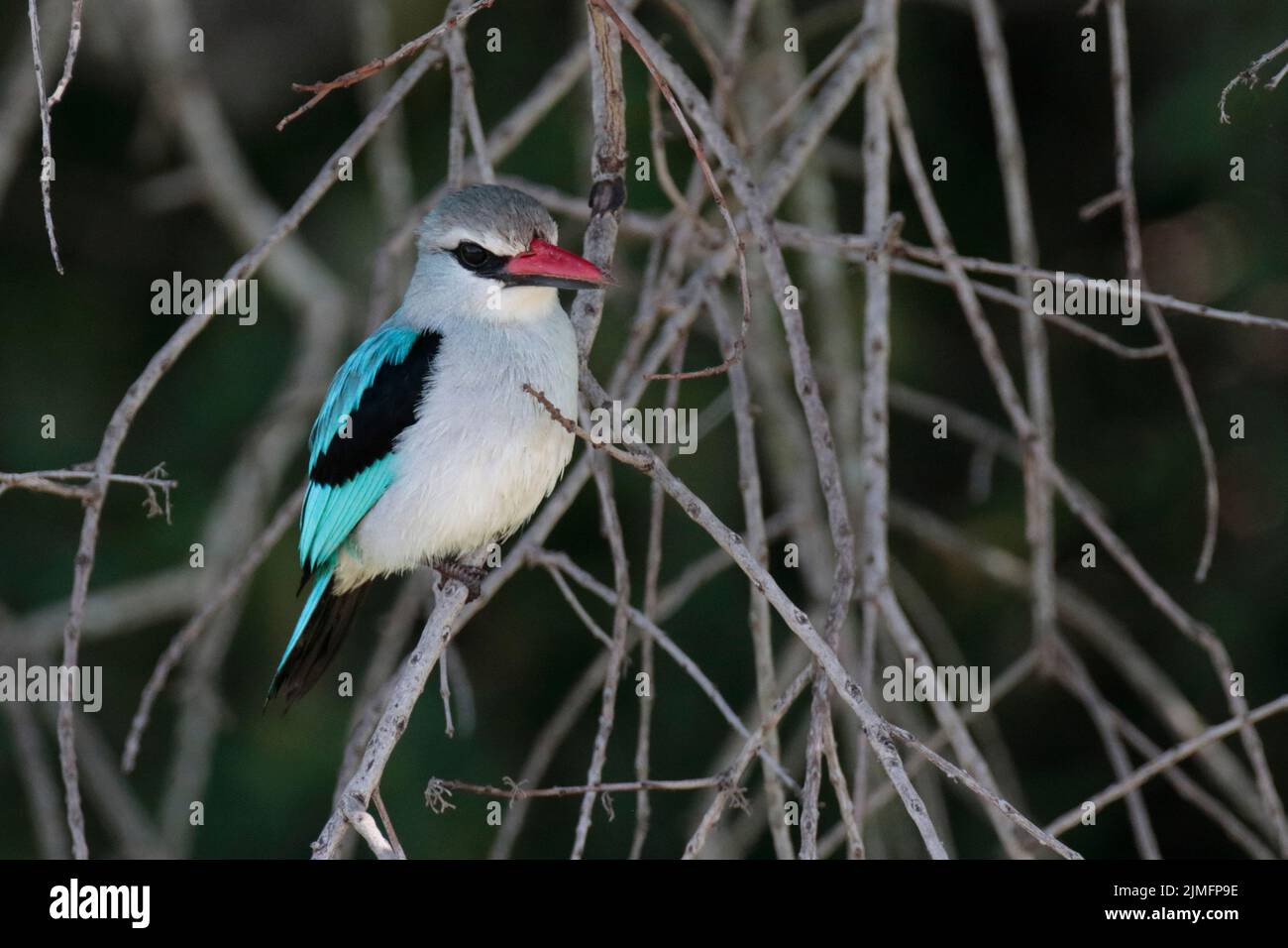 Woodland Kingfisher Foto Stock