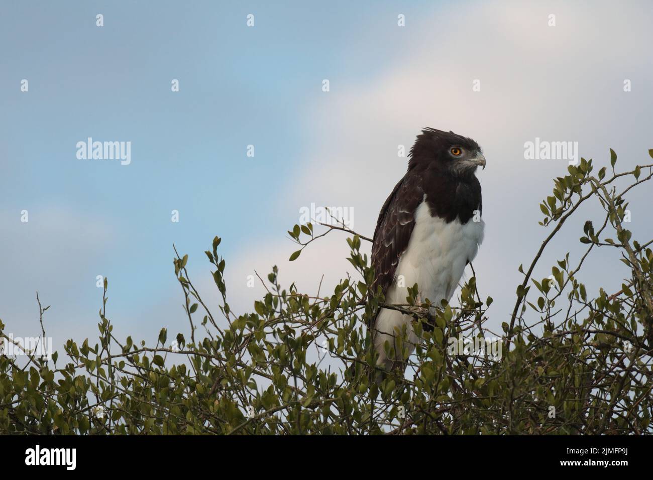Petto nero snake eagle Foto Stock