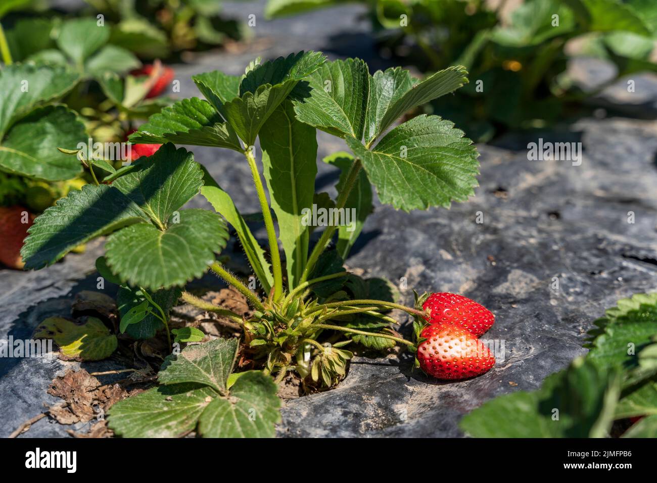 Fragole in un orto domestico in inverno, Toscana, Europa, in un terreno isolato da un foglio di plastica per pacciame. Foto Stock
