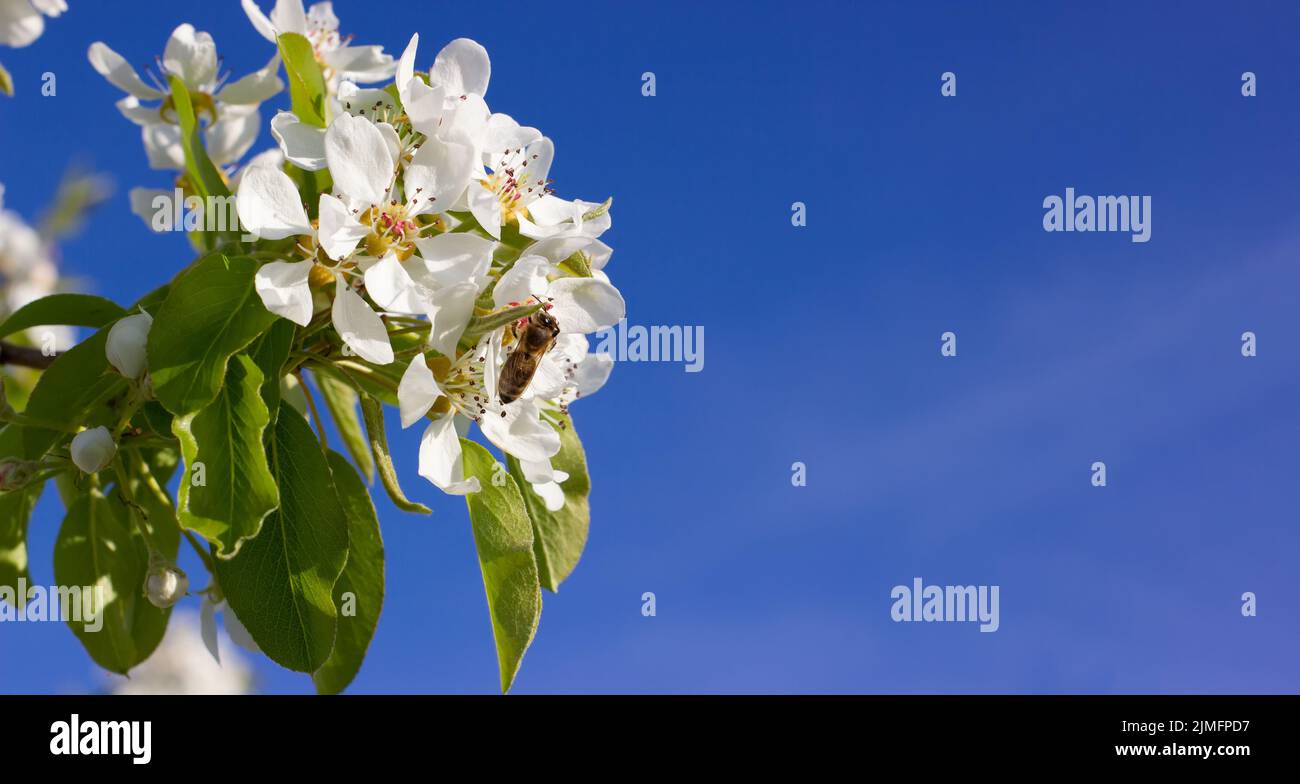 Fiori di pera con ape e sfondo blu per la copia spazio. Ramo fiorito di un albero da frutto. Foto Stock