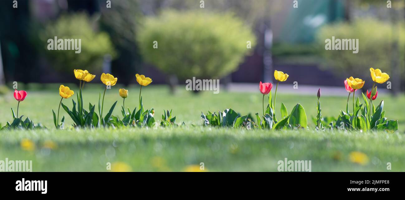 Una fila di bellissimi tulipani fioriti che crescono in un giardino verde su un prato. Foto Stock