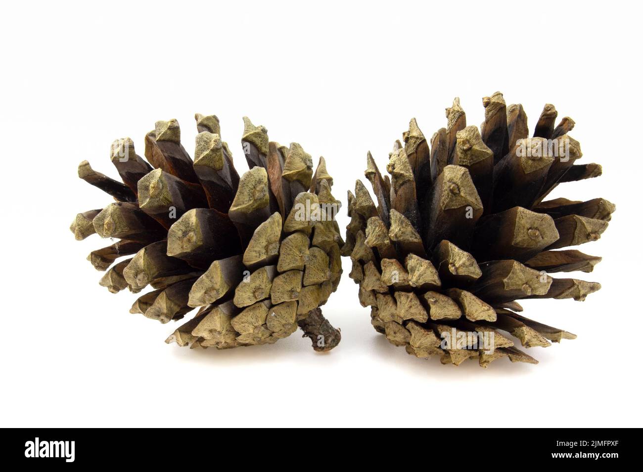 Due coni di pino marrone isolati su sfondo bianco. Foto Stock
