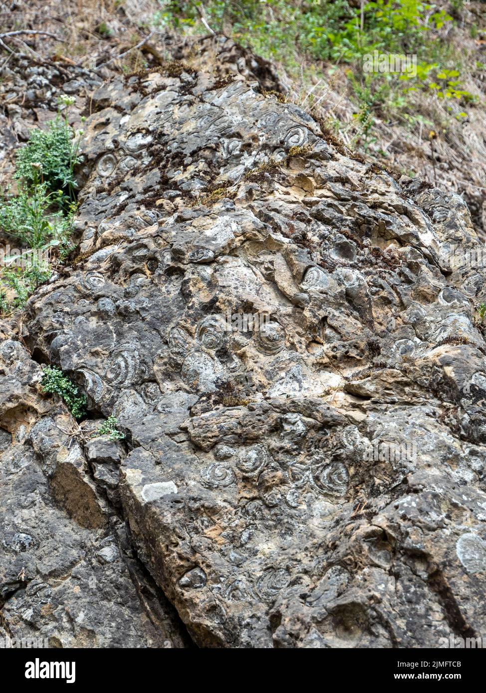 I fossili pietrificati rappresentano più di 35 specie di molluschi noti come collina della lumaca nel villaggio di Nemesi, in Romania Foto Stock