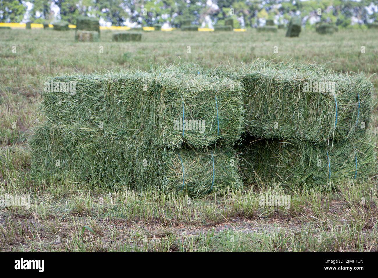Sul campo si trovano balle quadrate di fieno di erba medica Foto Stock