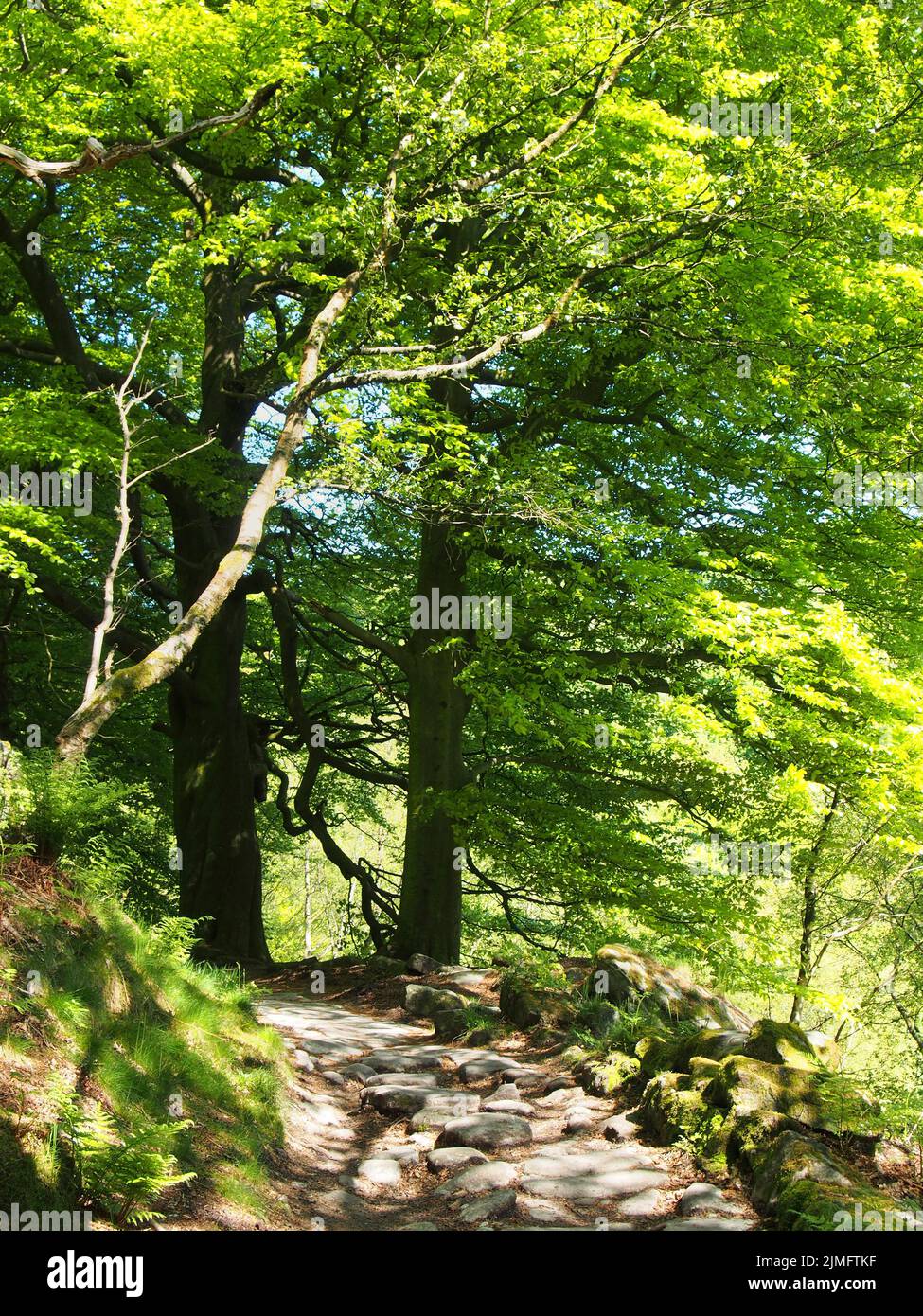 Bosco primaverile con un sentiero in pietra tra grandi faggi con foglie verde brillante illuminate da mattine luminose Foto Stock