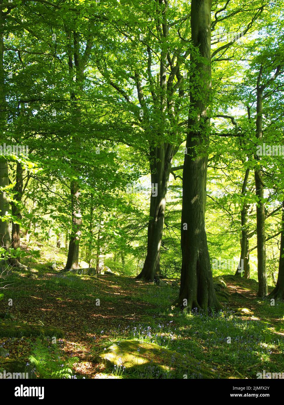 Bosco primaverile con grandi faggi con foglie verdi e luminose illuminate da luce solare e campanule Foto Stock