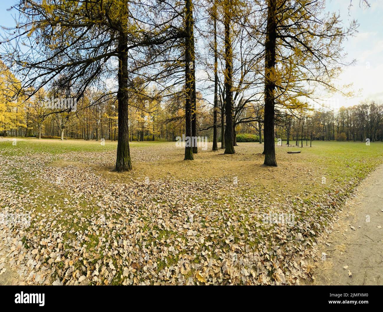 Un sentiero nel parco pubblico in autunno nelle giornate di sole, alberi con foglie dorate, erba verde, panorama di un parco, cielo blu, gemme di t Foto Stock Un sentiero nel parco pubblico in autunno nelle giornate di sole, alberi con foglie dorate, erba verde, panorama di un parco, cielo blu, gemme di t Foto Stock