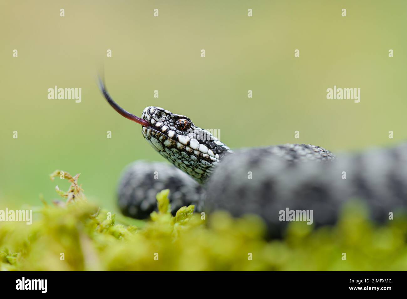 Viper comune (Vipera berus) Foto Stock