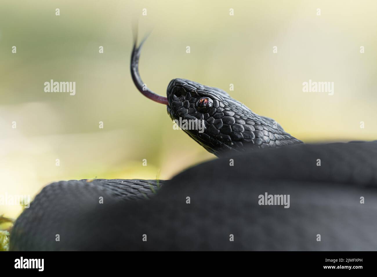 Viper comune (Vipera berus) Foto Stock