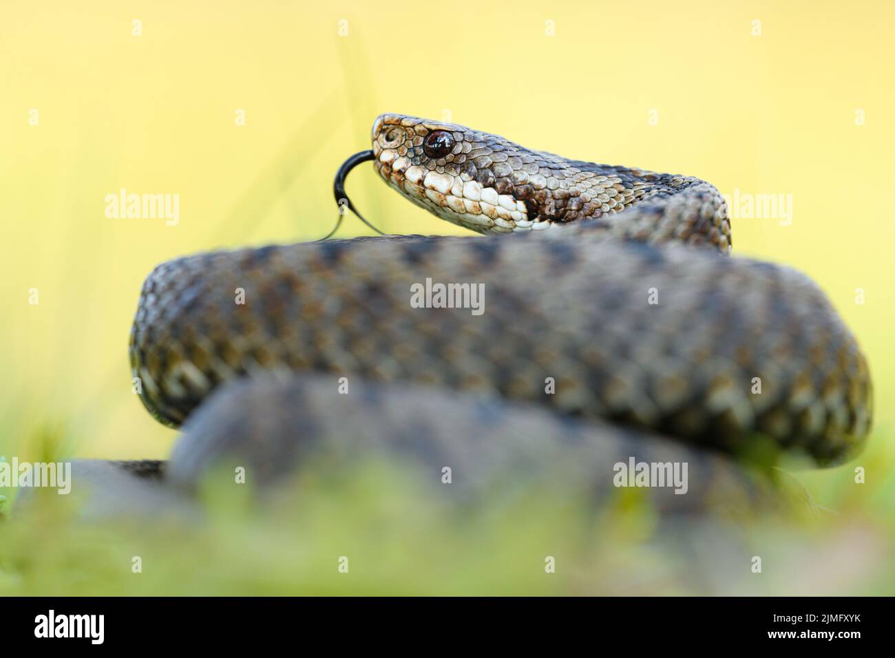 Viper comune (Vipera berus) Foto Stock