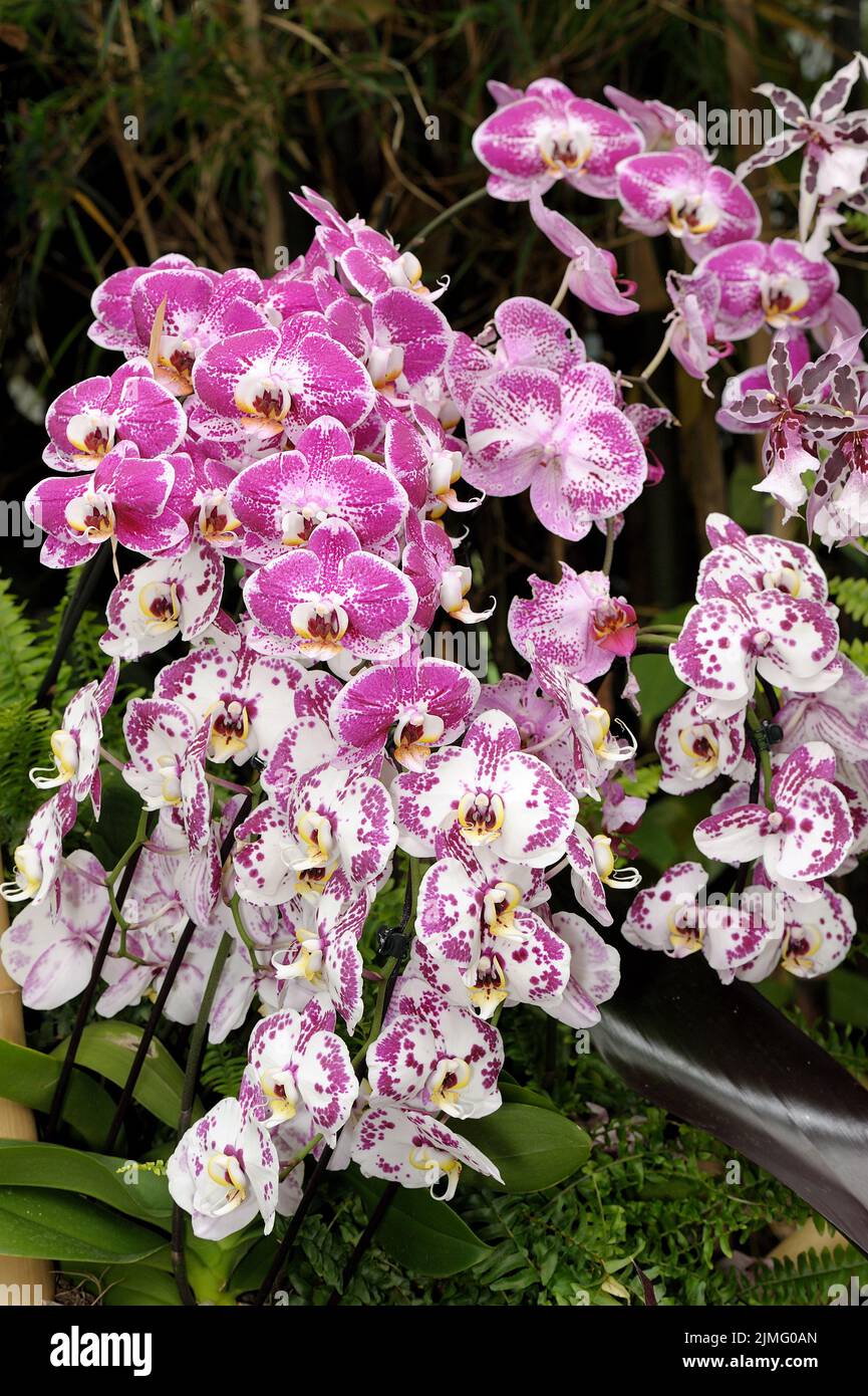 4 Steli Di Orchidea Farfalla Artificiali 89 Cm Con Foglie - Fiori Finti In Lattice Viola Chiaro Per Decorazione Casa, Soggiorno, Tavolo