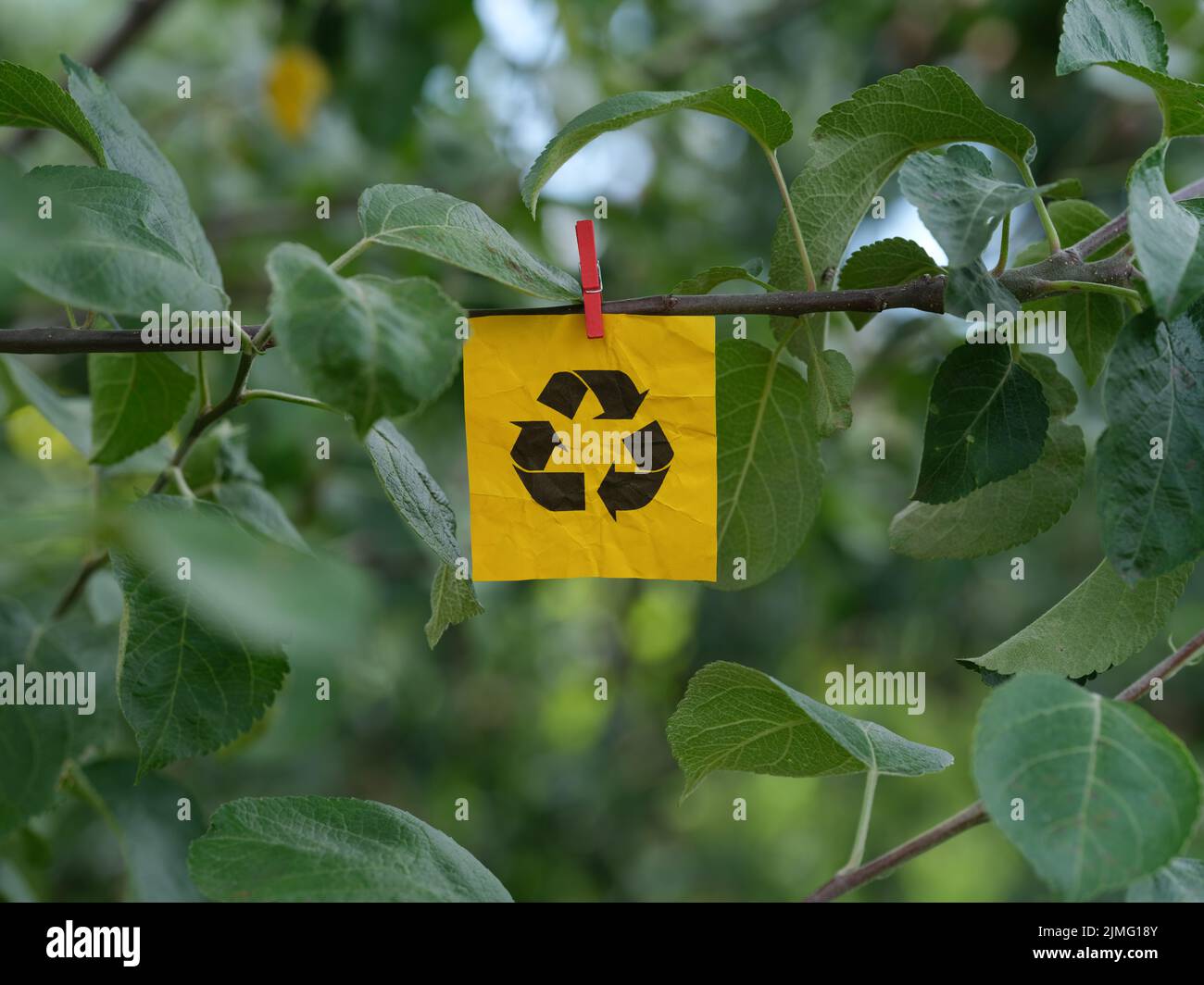 Una nota di carta gialla con un simbolo di riciclaggio attaccato ad un albero con una spilla per abiti. Primo piano. Foto Stock