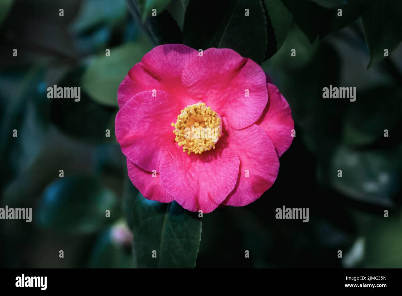 Camellia Japonica - Ashiya camelia fiore singolo su un albero Foto Stock