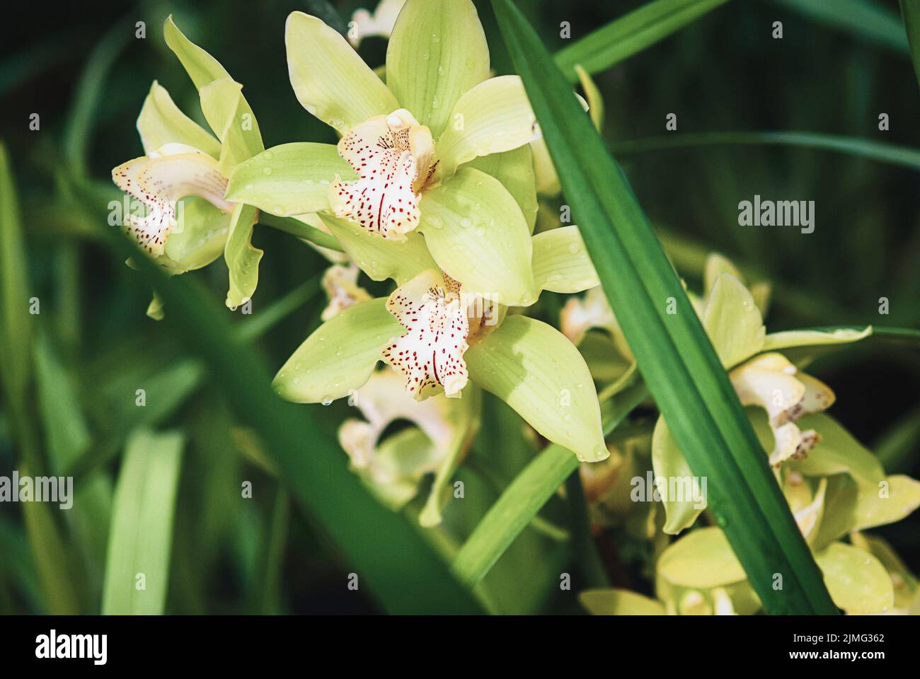 Cymbidium (orchidea barca) fiori gialli in giardino di orchidee, closeup Foto Stock
