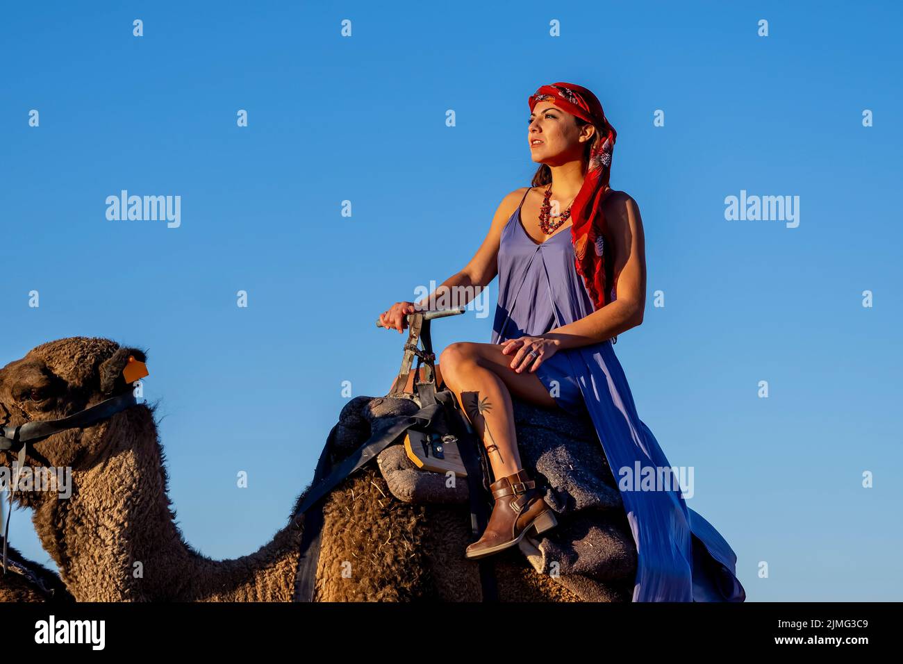 Una bella modella guida Un cammello dromedario attraverso il deserto del Sahara sui loro cammelli in Marocco Foto Stock