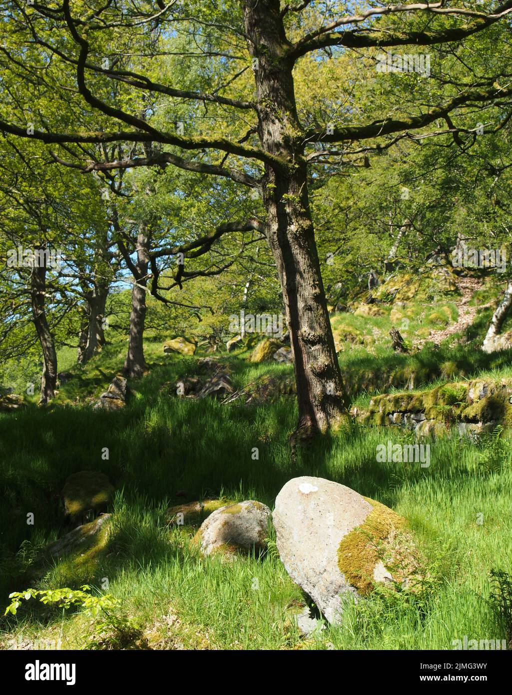 Bosco primaverile con grandi faggi con foglie verdi e luminose illuminate da luce solare e campanule Foto Stock