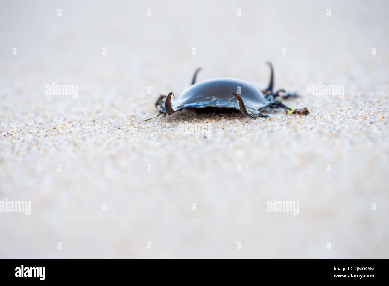 Capsula di uovo Foto Stock